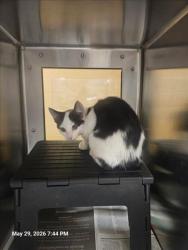 Shelter Stray Unknown Cat last seen Near BLOCK N AMIDON AVE, WICHITA KS 67204, Wichita, KS 67219