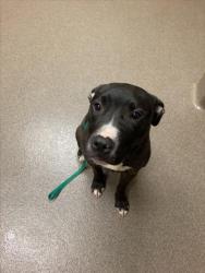 Shelter Stray Female Dog last seen Near BLOCK S MARTINSON AVE, WICHITA KS 67213, Wichita, KS 67219