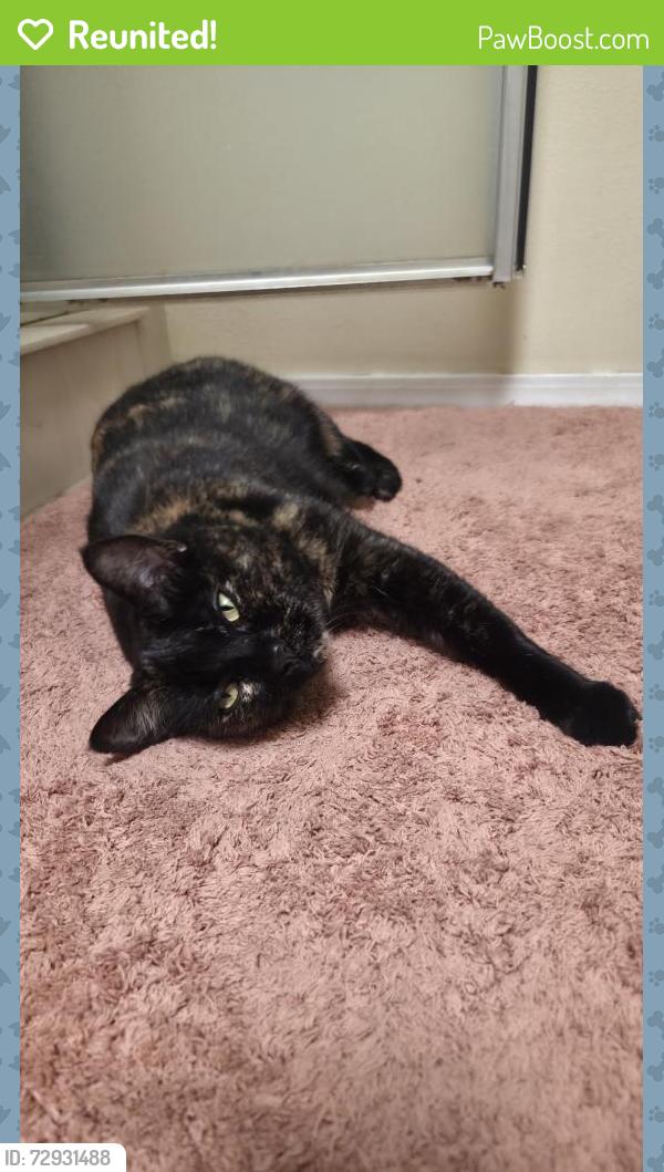 Reunited Female Cat last seen Old town, Albuquerque, NM 87104