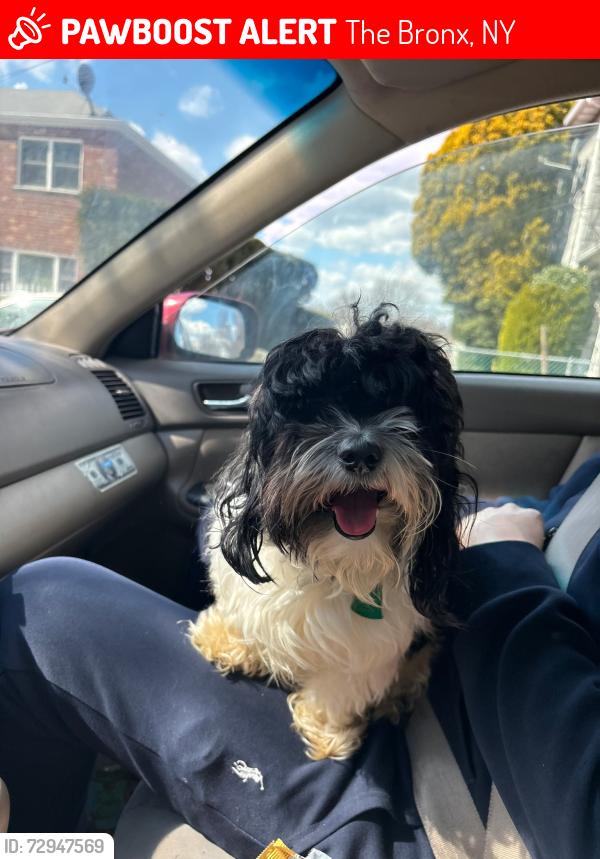 Lost Male Dog last seen E 241st and Carpenter , The Bronx, NY 10470