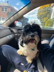 Lost Male Dog last seen E 241st and Carpenter , The Bronx, NY 10470