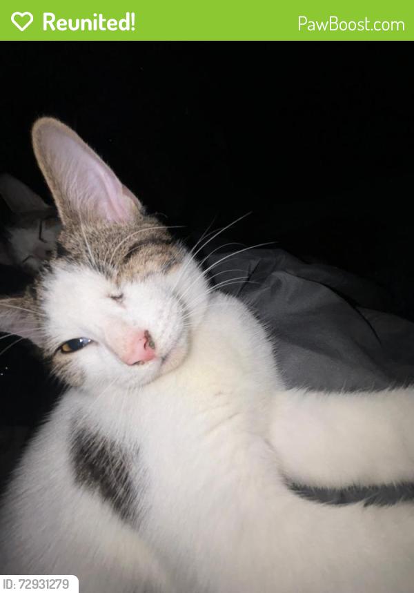 Reunited Male Cat last seen Larkspur Dr & Garden Springs , Lexington, KY 40504