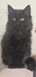 Reunited Male Cat last seen Near Pacific Ave, Moncton, NB E1E 2G2