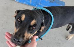 Shelter Stray Female Dog last seen Near BLOCK E MC CORD AVE, BAKERSFIELD CA 93308, Bakersfield, CA 93308