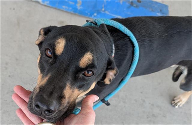 Shelter Stray Female Dog last seen Near BLOCK E MC CORD AVE, BAKERSFIELD CA 93308, Bakersfield, CA 93308