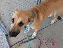 Shelter Stray Female Dog last seen Near BLOCK E MC CORD AVE, BAKERSFIELD CA 93308, Bakersfield, CA 93308