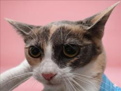 Shelter Stray Female Cat last seen , Los Angeles, CA 90047
