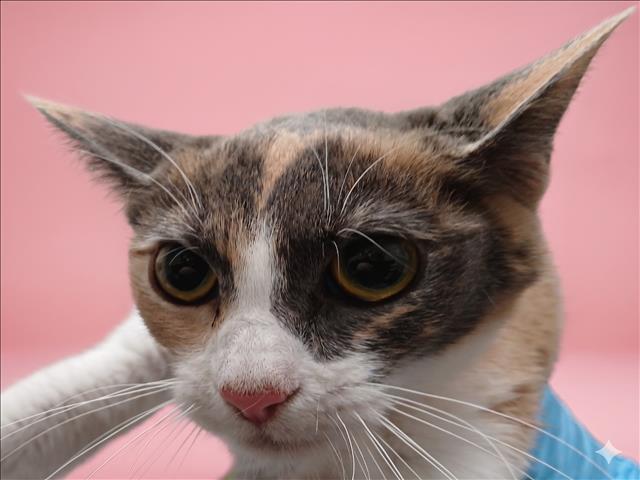 Shelter Stray Female Cat last seen , Los Angeles, CA 90047