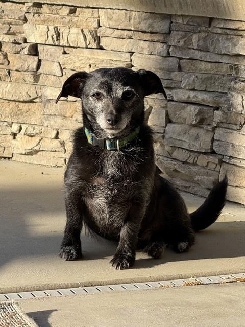 Shelter Stray Male Dog last seen Near BLOCK FIG CT, TEHACHAPI CA 93561, Bakersfield, CA 93308