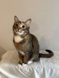 Lost Female Cat last seen Craig Dr & Westover Dr McConnell AFB housing, Wichita, KS 67210