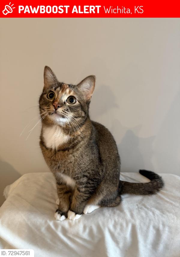 Lost Female Cat last seen Craig Dr & Westover Dr McConnell AFB housing, Wichita, KS 67210