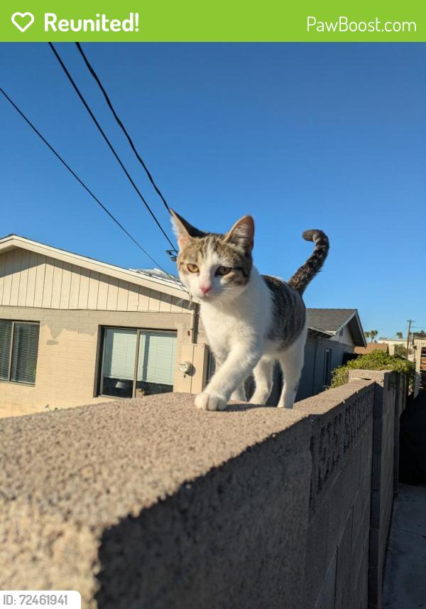 Reunited Unknown Cat last seen Elna Rae &  Beck, Tempe, AZ 85281