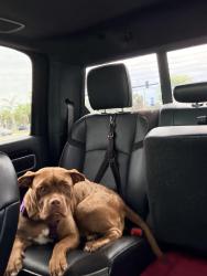 Found/Stray Female Dog last seen Us 441 margate Florida, Margate, FL 33063