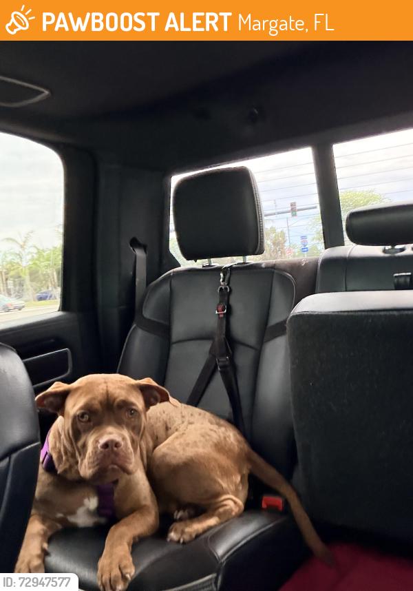 Found/Stray Female Dog last seen Us 441 margate Florida, Margate, FL 33063
