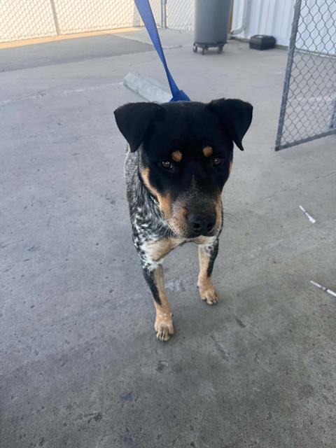 Shelter Stray Male Dog last seen E HOSKING RD, BAKERSFIELD CA 93307, Bakersfield, CA 93308