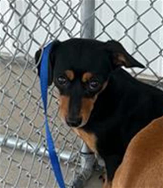 Shelter Stray Female Dog last seen Near BLOCK E CALIFORNIA AVE, BAKERSFIELD CA 93307, Bakersfield, CA 93308