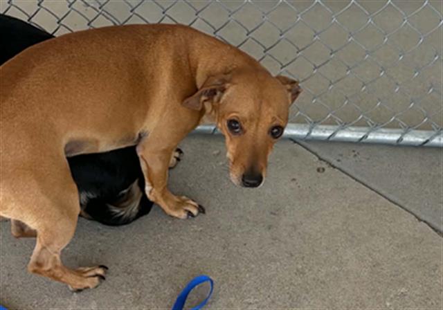 Shelter Stray Male Dog last seen Near BLOCK E CALIFORNIA AVE, BAKERSFIELD CA 93307, Bakersfield, CA 93308