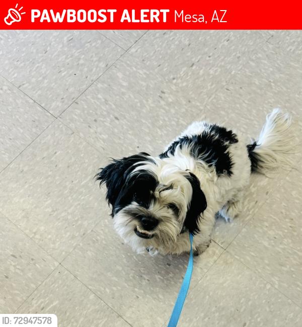 Lost Male Dog last seen Stapley & Broadway , Mesa, AZ 85204