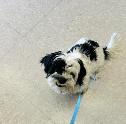 Lost Male Dog last seen Stapley & Broadway , Mesa, AZ 85204