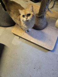 Lost Female Cat last seen Last seen in neighbor backyard , Torrance, CA 90503