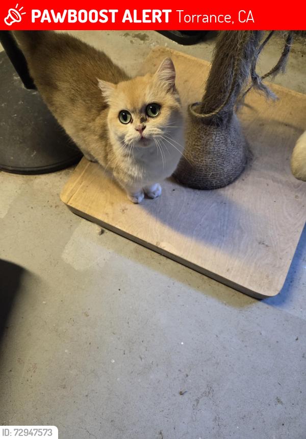 Lost Female Cat last seen Last seen in neighbor backyard , Torrance, CA 90503