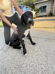 Found/Stray Female Dog last seen jim miller , Dallas, TX 75217