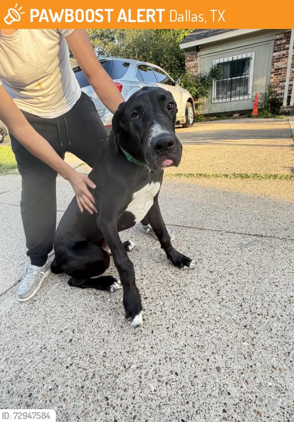 Found/Stray Female Dog last seen jim miller , Dallas, TX 75217