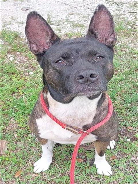 Shelter Stray Female Dog last seen Near BLOCK ROANOKE ST, DAVIE FL 33325, Davie, FL 33312