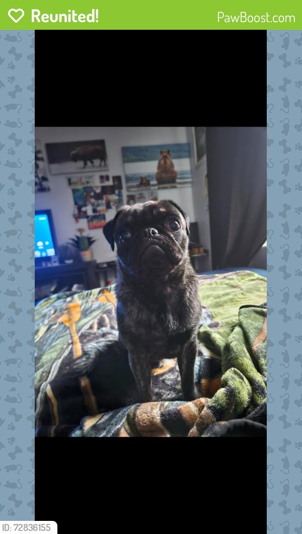 Reunited Female Dog last seen Mt Whitney school , Visalia, CA 93277