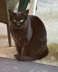 Found/Stray Unknown Cat last seen Markvue Manor, Irwin, PA 15642