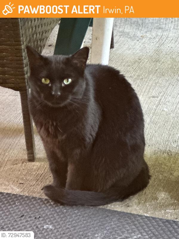 Found/Stray Unknown Cat last seen Markvue Manor, Irwin, PA 15642