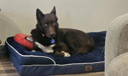 Lost Male Dog last seen Oakdale Ave, Saint Paul, MN 55107