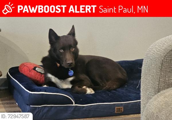 Lost Male Dog last seen Oakdale Ave, Saint Paul, MN 55107