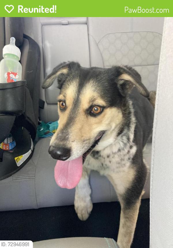 Reunited Female Dog last seen Rio Grande Blvd and Alhambra Ave, Albuquerque, NM 87104