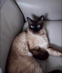 Reunited Female Cat last seen Near sw 159th path, Miami, FL 33185