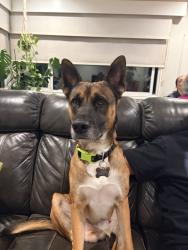 Reunited Male Dog last seen Klauber Ave, San Diego, CA 92114, USA, San Diego, CA 92114