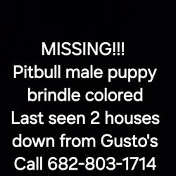 Lost Male Dog last seen Magnolia, Fort Worth, TX 76104