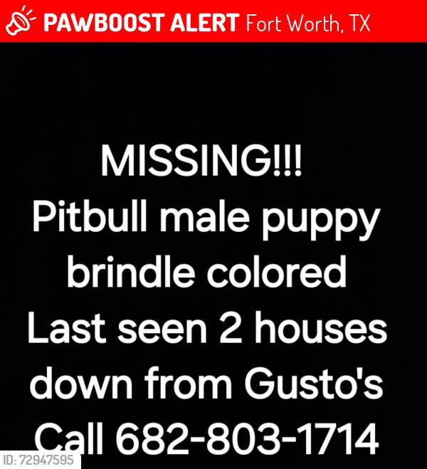 Lost Male Dog last seen Magnolia, Fort Worth, TX 76104