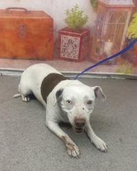 Shelter Stray Female Dog last seen 19TH, San Bernardino, CA 92401