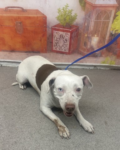 Shelter Stray Female Dog last seen 19TH, San Bernardino, CA 92401