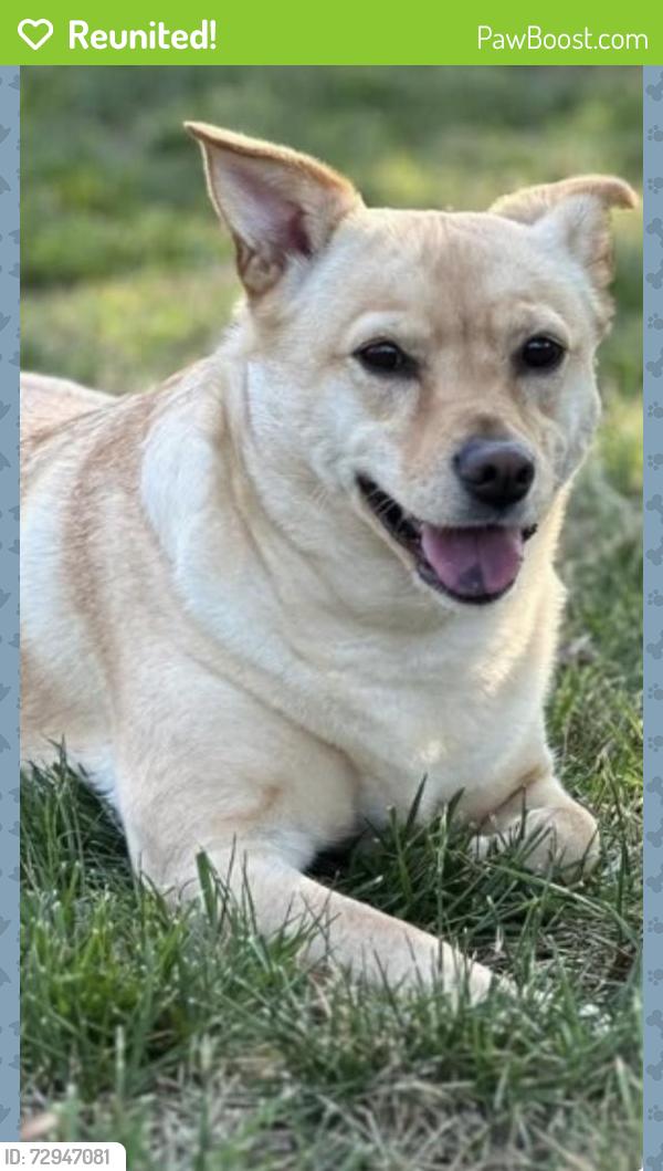 Reunited Female Dog last seen Oriental Street and Piney Grove Church Road, Angier, NC 27501