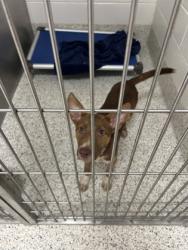 Shelter Stray Male Dog last seen Atlanta, GA 30311, Atlanta, GA 30336