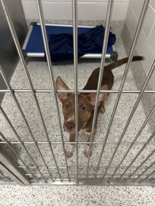 Shelter Stray Male Dog last seen Atlanta, GA 30311, Atlanta, GA 30336