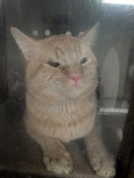 Shelter Stray Male Cat last seen Los Lunas, NM 87031, Los Lunas, NM 87031