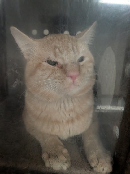 Shelter Stray Male Cat last seen Los Lunas, NM 87031, Los Lunas, NM 87031