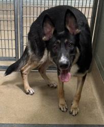 Shelter Stray Male Dog last seen , CA , Oakland, CA 94601