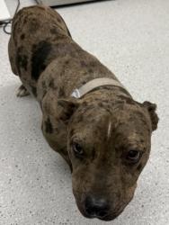 Shelter Stray Female Dog last seen Oakland, CA 94603, Oakland, CA 94601