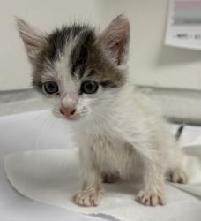 Shelter Stray Female Cat last seen Oakland, CA 94601, Oakland, CA 94601