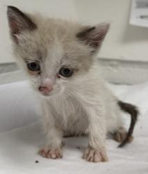 Shelter Stray Male Cat last seen Oakland, CA 94601, Oakland, CA 94601