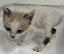Shelter Stray Male Cat last seen Oakland, CA 94601, Oakland, CA 94601